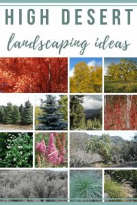 High Desert Landscaping Ideas - Making Manzanita