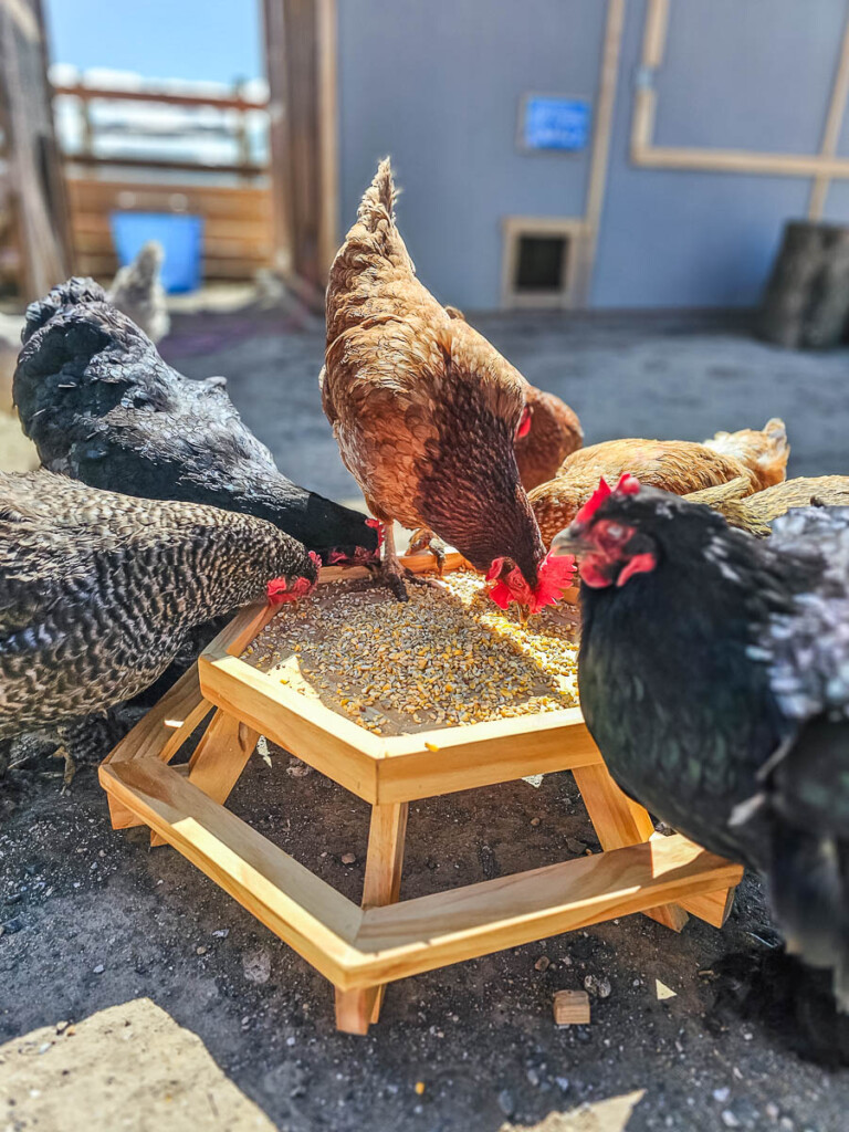 A close-up photograph showcasing seven chickens gathered around and happily eating at the DIY Chicknic Table.