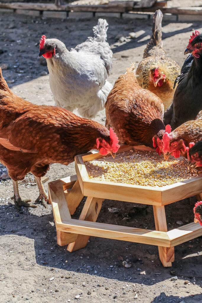A close-up photo of the chickens eating at the DIY Chicknic Table.