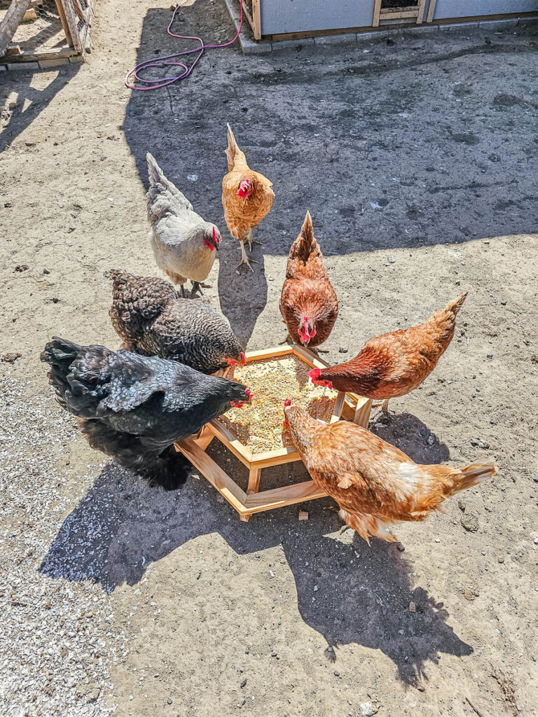 Seven chickens eating together using the DIY Chicknic Table.