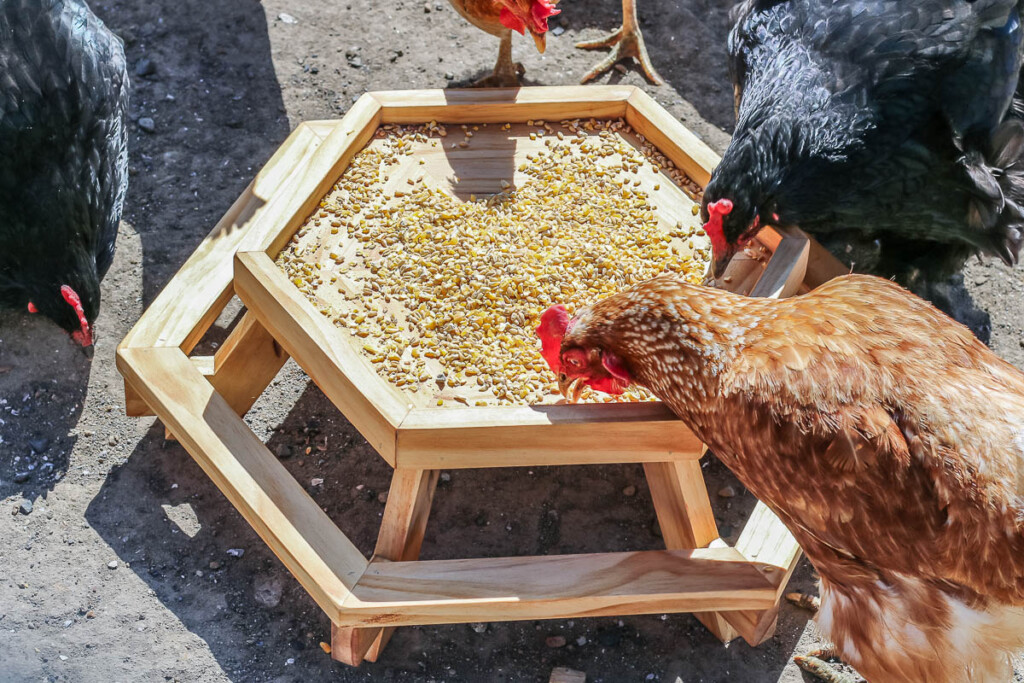 A close-up photo of the chickens enjoying their meal at the DIY Chicknic Table.